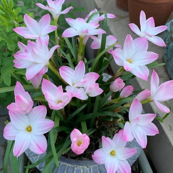 2  Rain Lily Bulbs TW91030-10