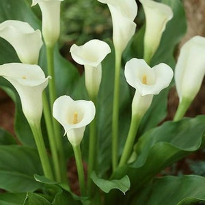 2 Giant White Calla Lily Bulb Seeds HW92001 - Etsy