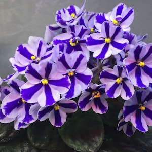 50 African Violet Flowers Seeds BW9081-14