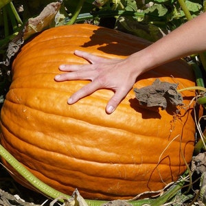 5 Big Pumpkin Seeds AW91031