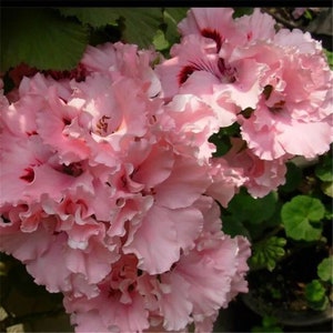 Pode incluir: Um grupo de flores rosa com babados e um toque de vermelho no centro de cada flor. As flores estão em plena floração e têm uma aparência delicada e feminina.