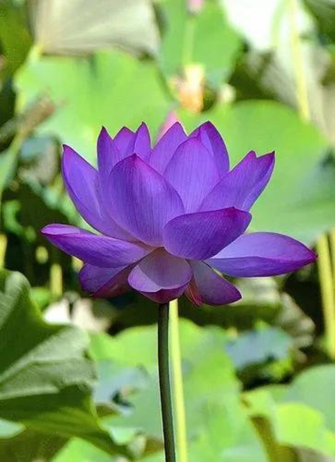 沼(ロータスランド) 4枚セットSwamp (The Lotus Lands) 沼(ロータスランド) 4枚セットSwamp (The Lotus Lands) マジック