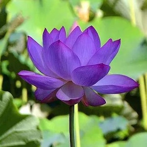 4 Lotus Seeds Water Lily Flower Seeds Blue TW91018-334