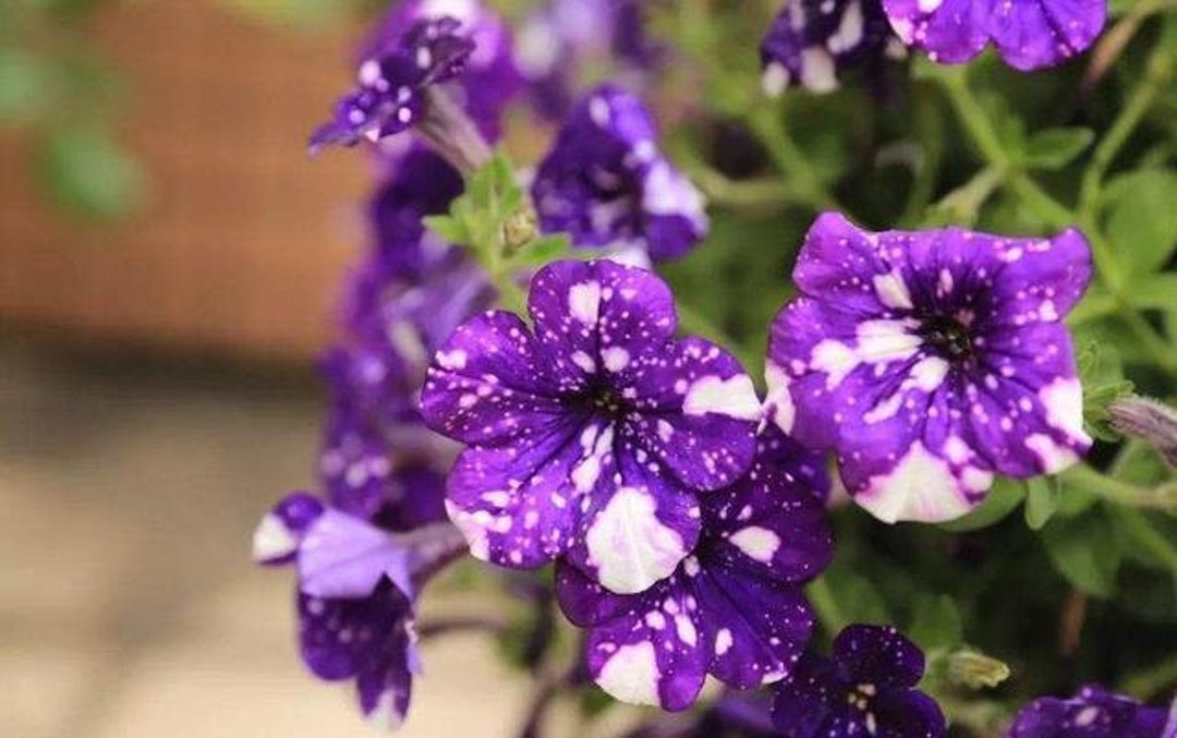 10 Night Sky Petunia Seeds Seeds BW95002-13 - Etsy