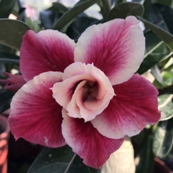 5 Rare Desert Rose Flowers Seeds FW95227-40 - Etsy