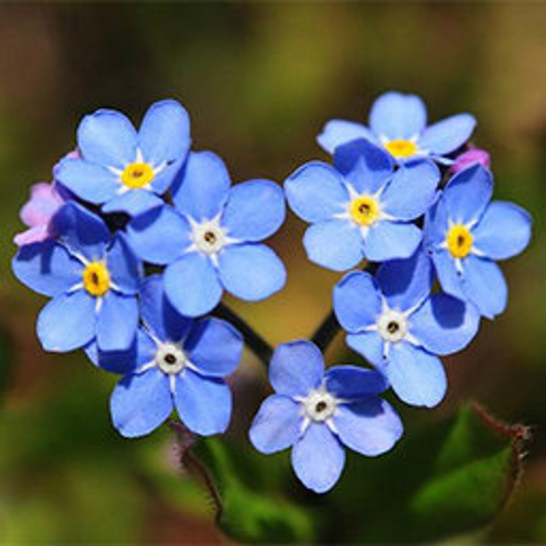 300 Alpine Flower Seeds AW95006 Etsy