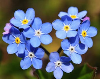 Peut inclure: Un groupe de fleurs bleues de myosotis disposées en forme de cœur. Les fleurs ont des centres jaunes et sont entourées de feuilles vertes.