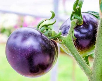 40 Yellow Tomato Seeds AW95157 - Etsy