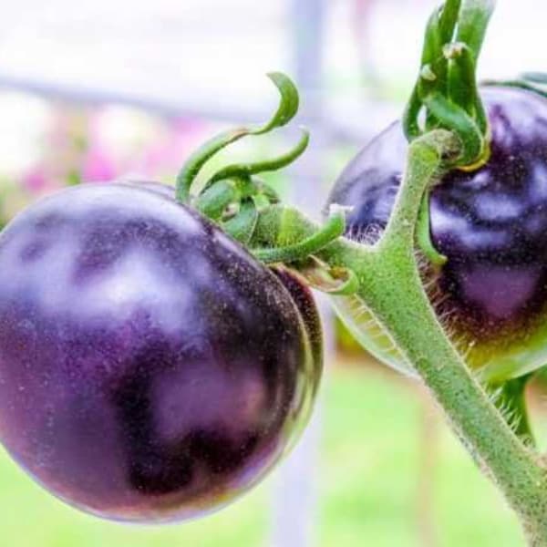 100 Purple Cherry Tomato Seeds TW91017