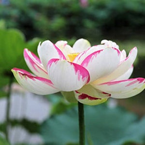 4 Lotus Seeds Water Lily Flower Seeds BW91084-6