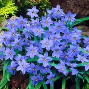 May include: A cluster of small, vibrant blue flowers with yellow centers and six petals. The flowers are surrounded by long, green, blade-like leaves. The background includes other greenery and brown rocks, creating a natural garden setting.