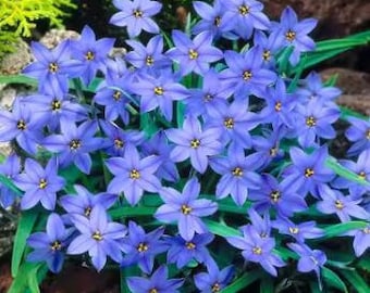 Peut inclure: Gros plan sur un bouquet de petites fleurs bleu vif avec des centres jaunes et six pétales. Les fleurs sont entourées de longues feuilles vertes en forme de lames. L'arrière-plan comprend d'autres plantes vertes et des roches brunes.