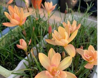 2  Rain Lily Bulbs TW91030-37