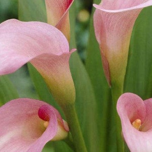 2 Calla Lily Bulbs Pink HW92003