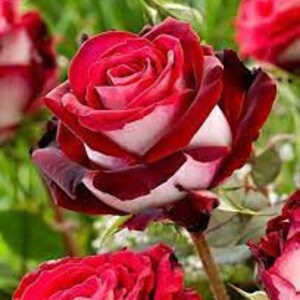10 Rare ROSE Rosa Bush Seeds HW93050