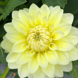 30 Dahlia Pompon Dahlia Tuber Seeds BW91059-28