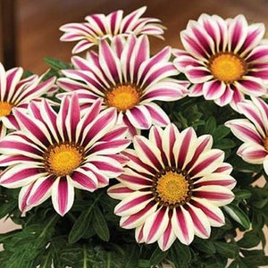 30 Gazania seeds New Day Rose Stripe seeds BW91018