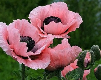 Peut inclure: Trois fleurs de pavot roses avec des centres noirs, recouvertes de gouttelettes d'eau, sont en fleurs. Deux boutons sont également visibles.