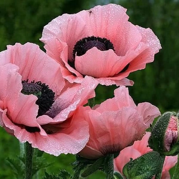 50 Poppy Heirloom Flower Seeds TW91031-3