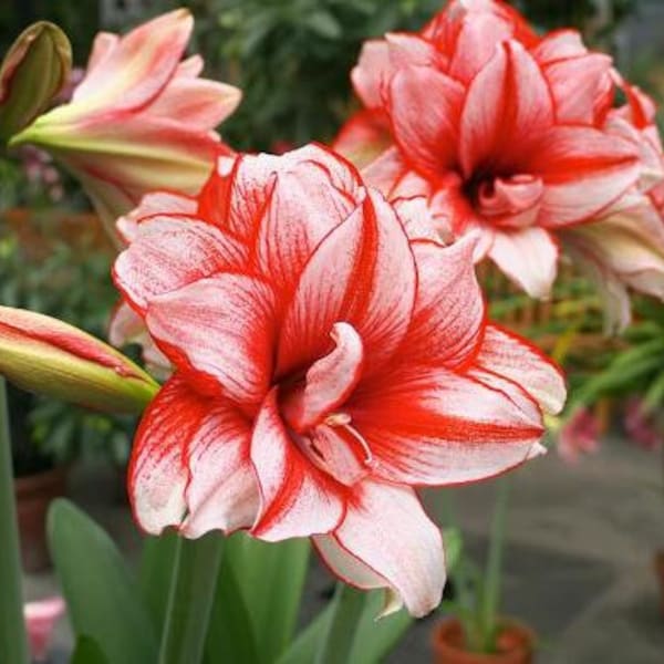 2 Amaryllis Vittata Bulbs FW95210-98