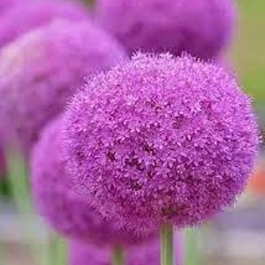 May include: Close-up of a cluster of purple globe alliums, also known as ornamental onions, in bloom. The flowers are round and fuzzy, with a delicate texture.