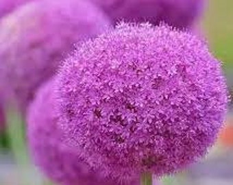 20 Giant Ball Onion Allium Christophii Huge Hardy Perennial Seeds CW92008-6