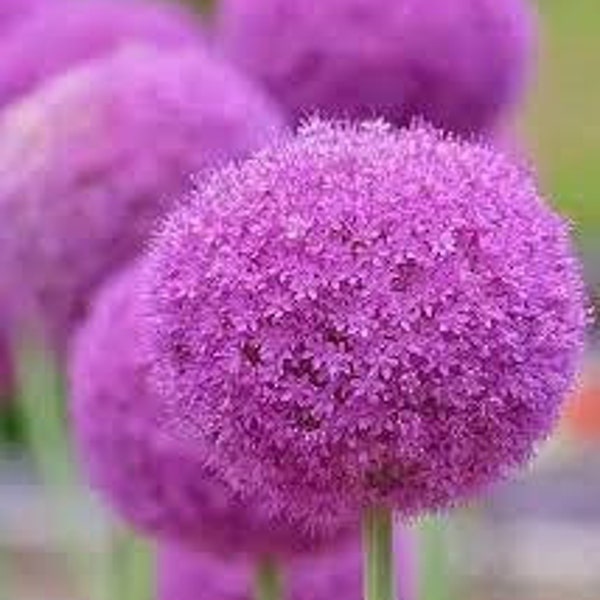 20 Giant Ball Onion Allium Christophii Huge Hardy Perennial Seeds CW92008-6