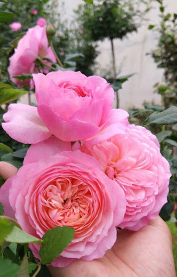 10 Pink Rose Rosa Bush Shrub Perennial Flower Seeds HW94014 - Etsy