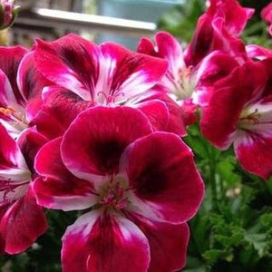 30 Geranium Seeds Pelargonium Seeds HW96205-35