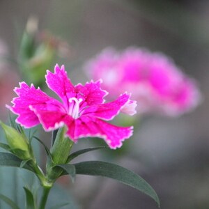 20 Dianthus chinensis Flower Seeds DW91003-8