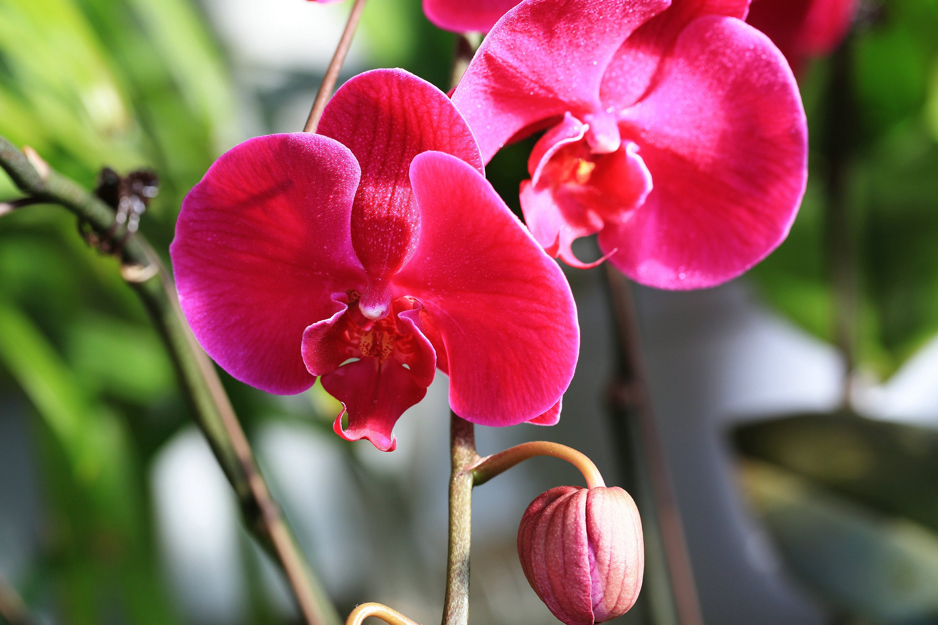 洋蘭 ORCHID FLOWERS Orchid 兰花 – Floralbay
