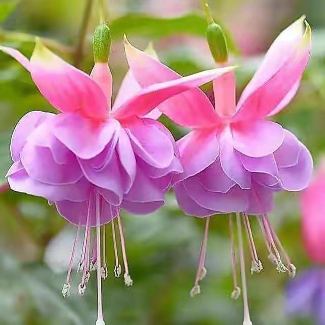 【flua】 2way flower haired Foam 3.5” Plumeria Hair Pick- Fuchsia Splash – California