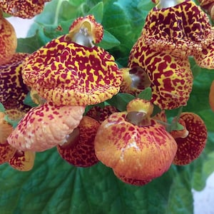 10 Rare Slipper Flower Fascination Flower Seeds EW91001-25