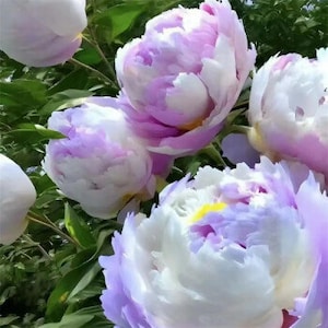 May include: Close-up of a bouquet of white and purple peonies with ruffled petals.