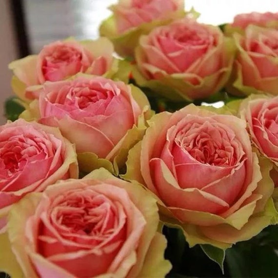 10 Pink Rose Rosa Bush Shrub Perennial Flower Seeds HW94013 - Etsy