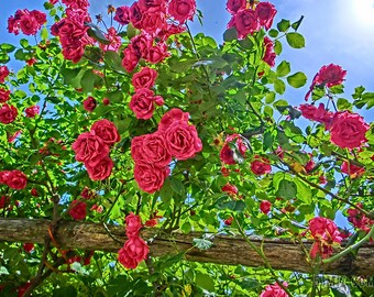 RＯSE！！です il_340x270.4287496556_lnsj.jpg