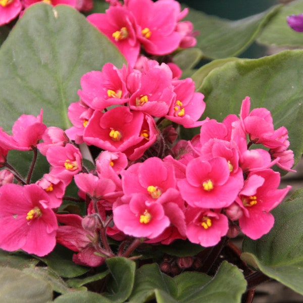 50 African Violet Flowers Seeds BW9081-8