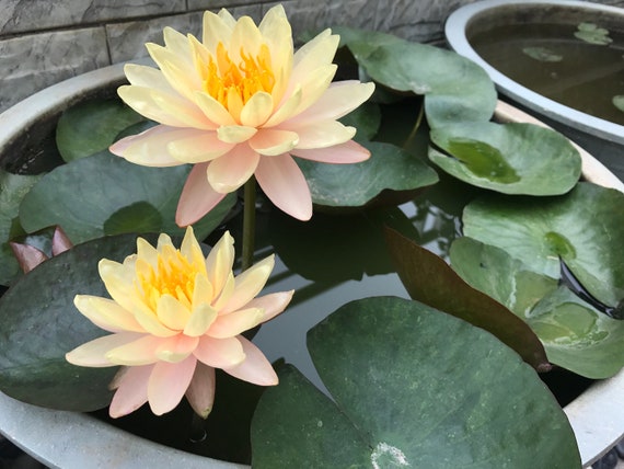 4 Lotus Seeds Water Lily Flower Seeds BW91084-30 - Etsy