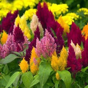 May include: A close-up of a variety of colorful celosia flowers in bloom. The flowers are arranged in a cluster and feature shades of pink, red, yellow, and orange.