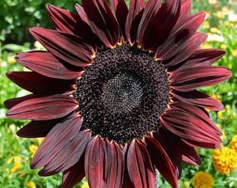 May include: A close-up of a deep burgundy sunflower in full bloom. The petals are a rich, dark red with a velvety texture, radiating from a dark brown center. The flower is set against a backdrop of green foliage and yellow flowers.