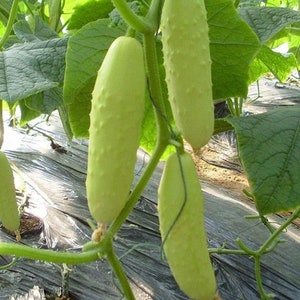 10 White Cucumber Seeds AW95089