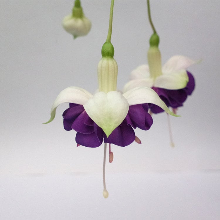 50 Fuchsia Flower Seeds FW95226-18