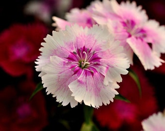20 Dianthus chinensis Flower Seeds DW91003-18
