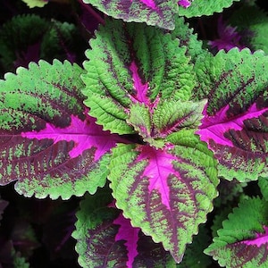 100 Rainbow Coleus Seeds F4024-3