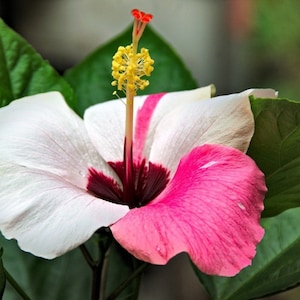 May include: A pink and white hibiscus flower with a yellow center and a dark red stamen. The flower is surrounded by green leaves.