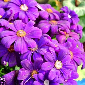 20 Cineraria Flower Seeds EW91005-6