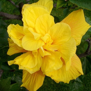 20 Hibiscus mutabilis Flower Seeds FW93011-615