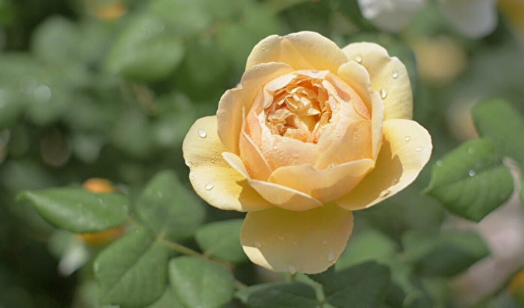 rose♤rose 10 Rose Rosa Flower Seeds HW96109-510 - Etsy