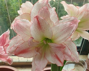 May include: Close-up of a pink and white amaryllis flower with red stripes. The flower is in bloom and has multiple petals.