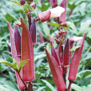 10 Vegetable Southern Chinese Okras Seeds VW91041